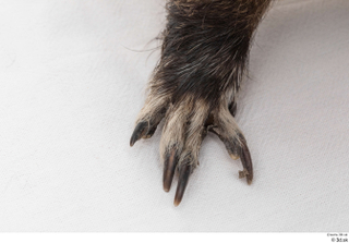 Nutria foot 0010.jpg